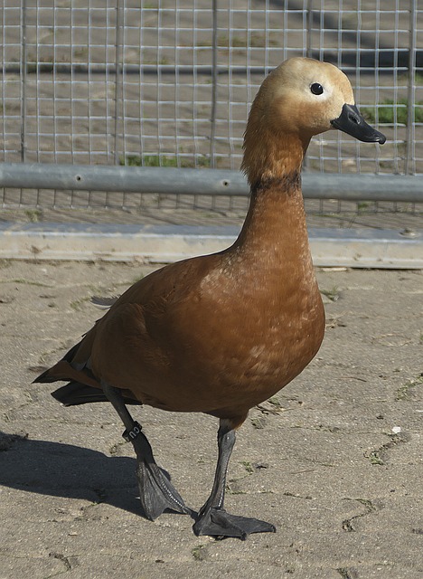 对手